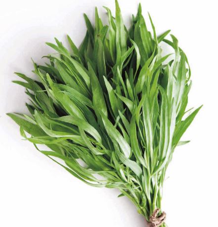 Tarragon 'Russian' - Herb Seeds - Image 2