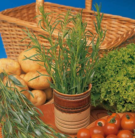 Tarragon 'Russian' - Herb Seeds - Image 3