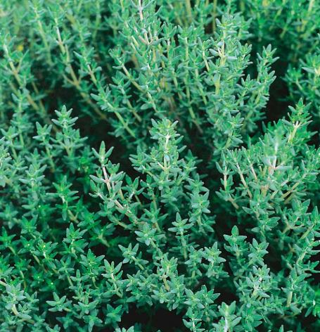 Thyme 'Common' - Herb Seeds