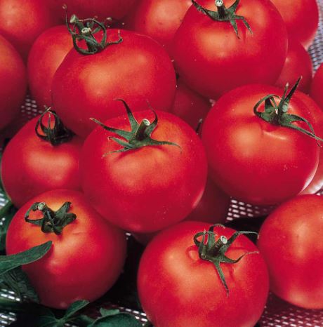 Tomato F1 'Shirley (Indeterminate)' - Seeds