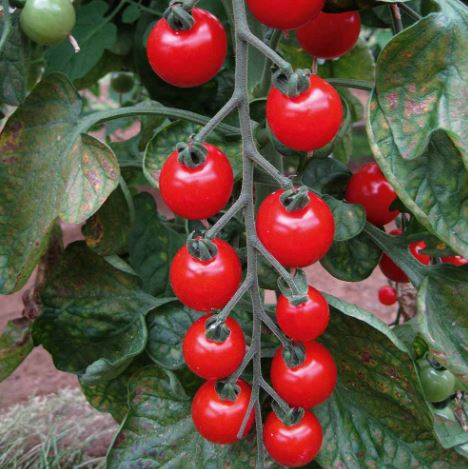 Tomato 'Sweet Aperitif (Indeterminate)' - Seeds - Image 3