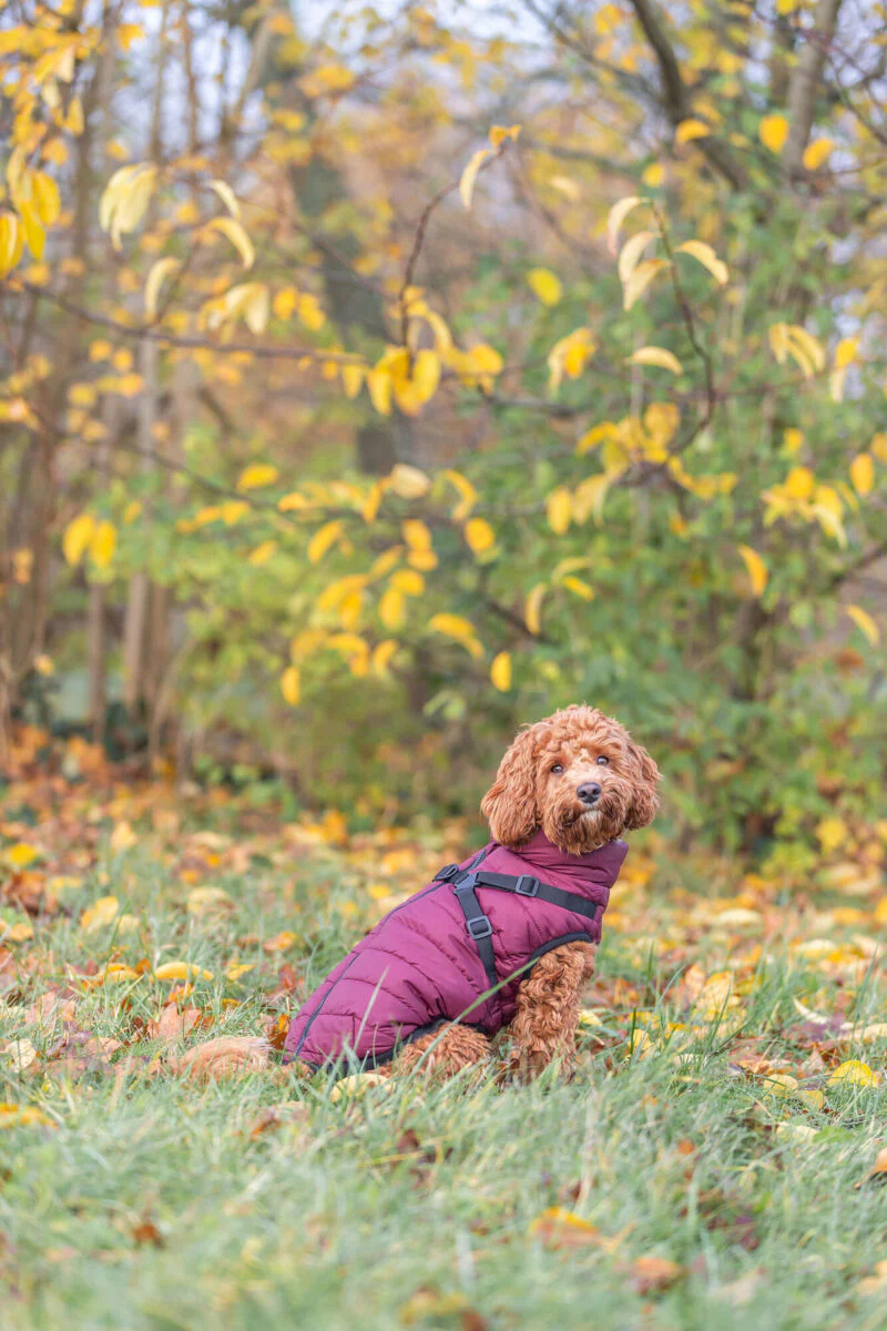 Trixie Pirou Winter Coat with Harness Sangria - Image 8