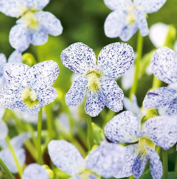 Viola Freckles Flower Seeds