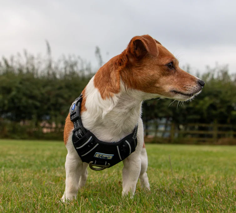 Viva Exercise and Travel Harness Black - Image 3