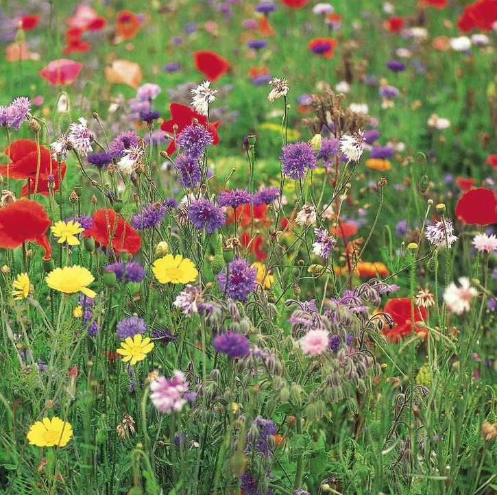 Wild Flowers Ultimate Mix Flower Seeds - Image 2
